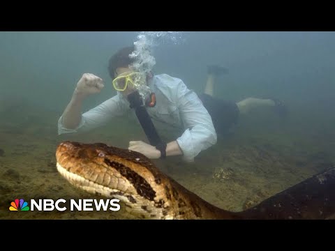 Scientists discover the world&#039;s largest snake species