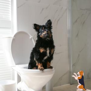 How To Housetrain & Potty Train Any Dog - The Most Effective Potty Training Guide for Dogs 